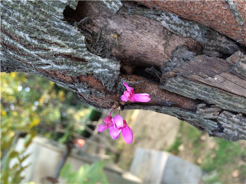 蓝花楹绽放时长揭秘，昆明赏花地大盘点：蓝紫色花海等你来