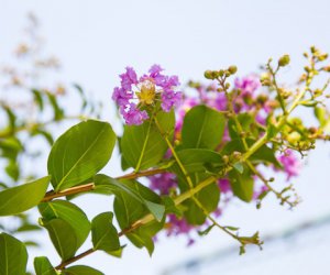 蓝花楹绽放时长揭秘，昆明赏花地大盘点：蓝紫色花海等你来