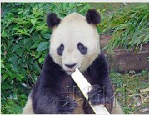 中国大熊猫在日本引发围观后不幸死亡，其发飙背后真实原因