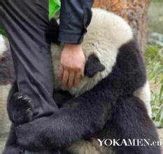 中国大熊猫在日本引发围观后不幸死亡，其发飙背后真实原因