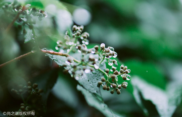 王者荣耀：百里玄策台词背后的凄凉背景故事解读