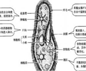 草履虫如何进行呼吸：揭秘其生命活动中的呼吸机制