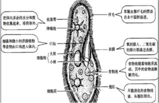 草履虫如何进行呼吸：揭秘其生命活动中的呼吸机制