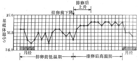 排卵期体温变化图 看完就明白