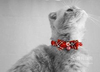 如何清除猫咪身上的猫虫、跳蚤？，一看就明白了