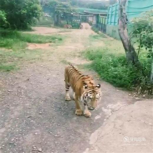 秦岭野生动物园园内游玩攻略，很简单技巧