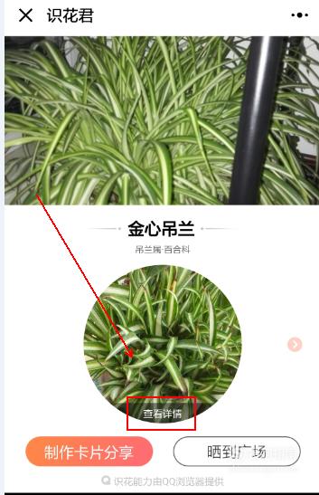 有没有识别植物的APP软件 一看就明白了