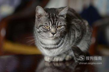 猫咪总是叫什么原因 学到新方法了