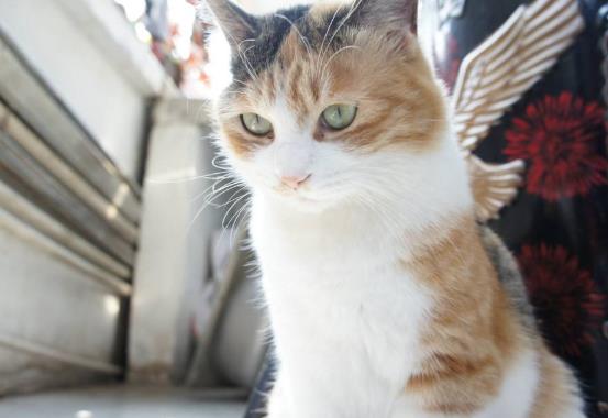 长着翅膀的猫的图片 天使猫为什么会有翅膀