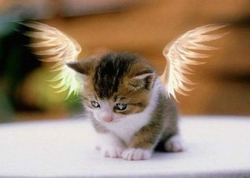 长着翅膀的猫的图片 天使猫为什么会有翅膀