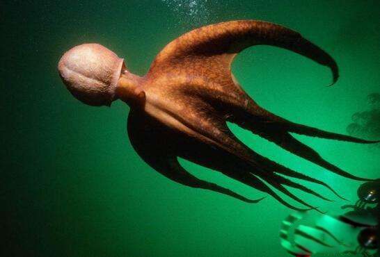 北太平洋巨型章鱼图片 因体型巨大寿命很短