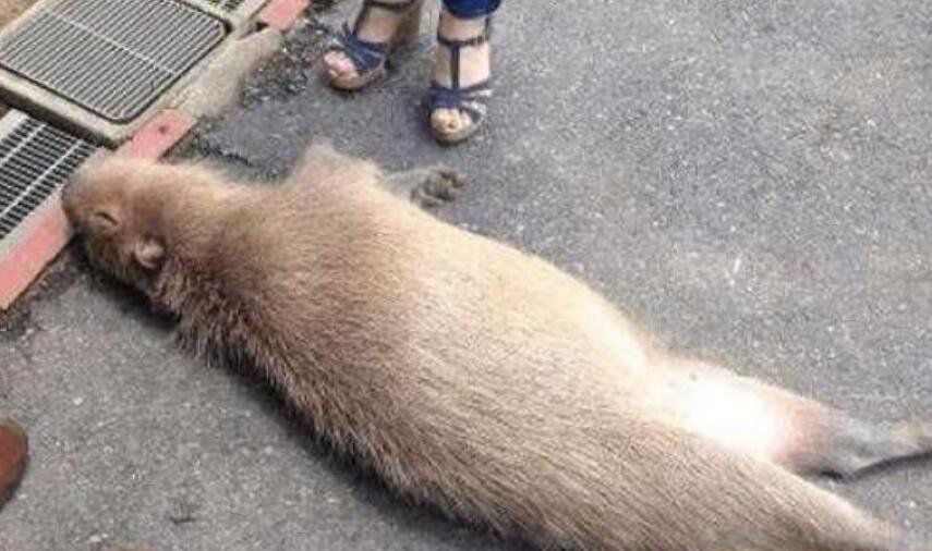 在2013年,伊朗首都发现了许多巨鼠的踪迹,这些巨鼠的身长有50厘米