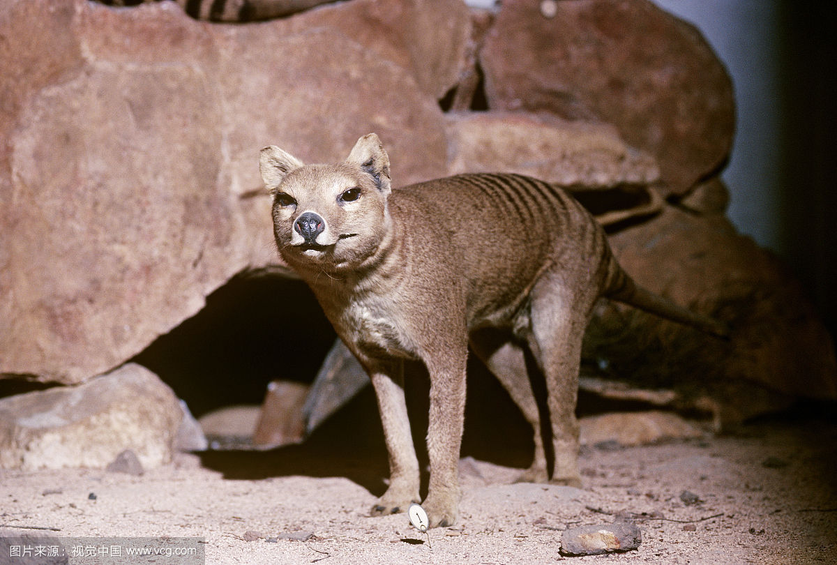 澳大利亚袋狼新发现图片